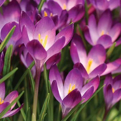 Zdjęcie produktu dla Krokus Wiosenny Tommasinianus 10 szt. Krokusy Cebulki Cebule Krokusów