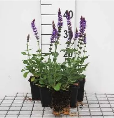 Produktbild von 6 x  Salvia nem. 'Ostfriesland' - Sternmoos - Topf 9 x 9 cm