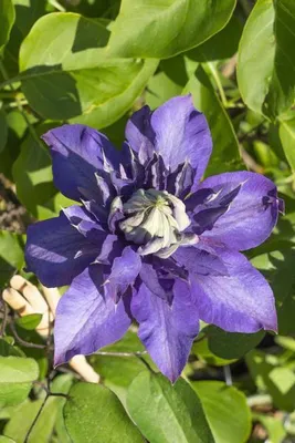 Obrázek produktu pro Clematis Multi Blue - popínavá rostlina, prumer 15cm, výška 65cm - mrazuvzdorná