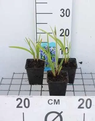 Obrázek produktu pro 6 x Iris setosa - Štětinatý kosatec - květináč 9 x 9 cm