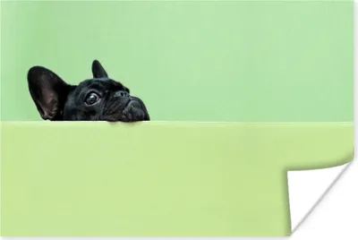 Produktbild von MuchoWow® Poster Französische Bulldogge - Grün - Schwarz 90x60 cm - Schlafzimmer
