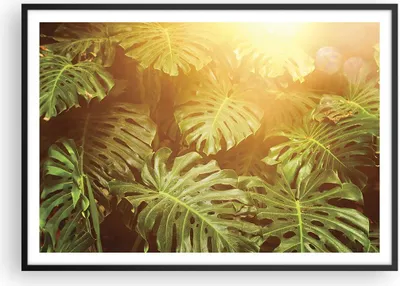 Produktbild von Gerahmtes Poster - Schwarzer Rahmen - Blätter Monstera Licht - 100x70 cm - Wand Bild - Wanddeko - Wandbilder - Kunstposter - Wandposter - Bilderrahmen - Bilder - Kunstdruck - P2BAA100x70-4540