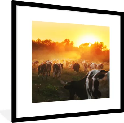 Produktbild von MuchoWow® Gerahmtes Poster Kühe - Sonnenuntergang - Wiese - Tiere 40x40 cm - Poster mit Schwarzem Bilderrahmen Wandposter Rahmen Foto Bilder - Poster - Plakat im Rahmen