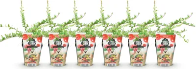 Produktbild von GreenboutiQ - Obstpflanzen - Blaubeere - Vaccinium macrophylla Early Black - Winterhart - 6 Pflanzen - Topf 9 cm - Dunkelrote Beere