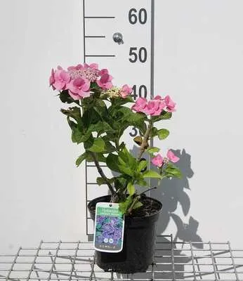 Immagine prodotto di Hydrangea macr. 'Blaumeise' ('blue sky') - Ortensie in contenitore di 25-30 cm