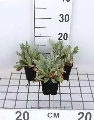 Zdjęcie produktu dla 6 x Lychnis chal. 'Alba' - Świetlisty goździk - doniczka 9 x 9 cm