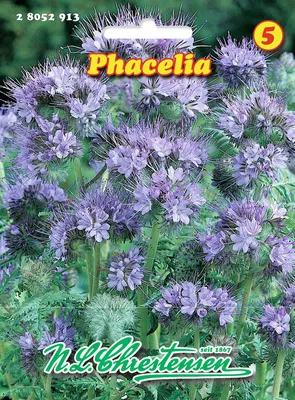 Produktbild von Phacelia |  Phaceliasamen von N.L. Chrestensen