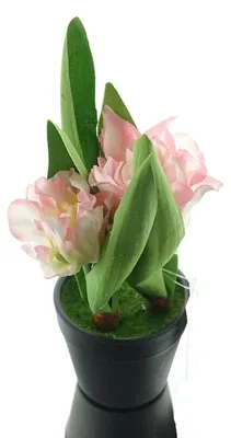 Produktbild von GASPER Tulpen Rosa & Weiß im schwarzen Mini-Topf 19 cm hoch - Kunstpflanzen