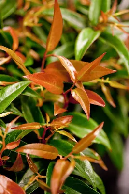 Zdjęcie produktu dla Leucothoe keiskei 'Royal Ruby', Traubenheide, zgnilizna, 20-30 cm