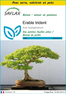 Image de SAFLAX Ensemble de culture - Erable trident - 30 graines - Acer
