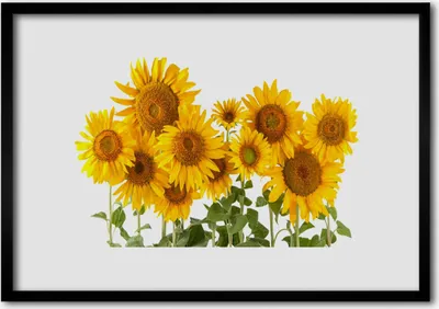 Produktbild von Bild 70x50 MDF-Rahmen Wandkunst Sonnenblumen Pflanze