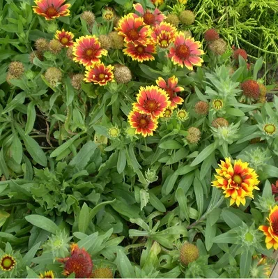 Image de 6 x Gaillarde  - Gaillardia 'Bremen'  | Pot 9 cm x 9 cm