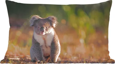 Produktbild von MuchoWow® Zierkissen Sofakissen Wohnzimmer Dekokissen 60x40 cm Koala - Sonne - Tier - Kinder - Jungen - Mädchen - Kopfkissen - Polster mit Foto