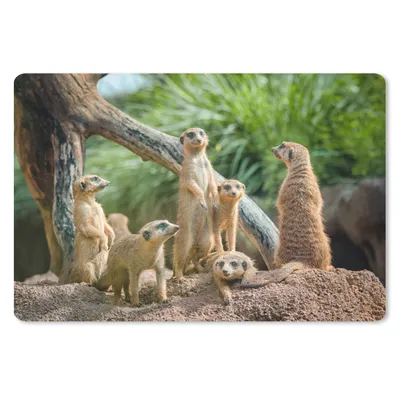 Produktbild von MuchoWow® Schreibtischunterlage Erdmännchen - Familie - Tiere 60x40 cm - XXL Mauspad - Großes Mauspad