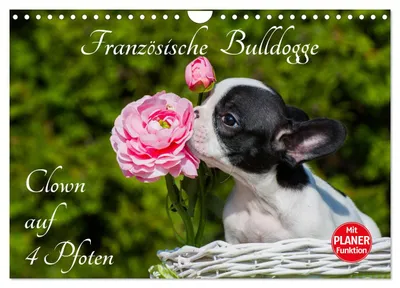 Produktbild von Französische Bulldogge - Clown auf 4 Pfoten (Wandkalender 2027 DIN A4 quer), CALVENDO Monatskalender