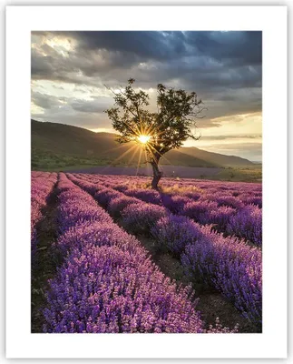 Produktbild von Poster - Poster ohne Rahmen - Lavendel Berge Feld - 40x50 cm - Wand Bild - Wanddeko - Wandbilder - Kunstposter - Wandposter - Bilder - Kunstdruck - Wanddekoration - Wandbild - P2XPA40x50-3645