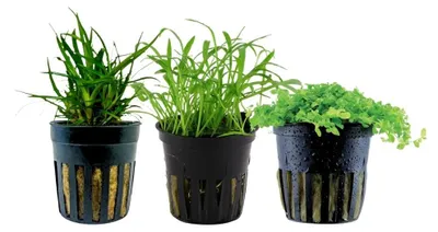 Produktbild von Pflanzen Set mit 3 Vordergrund Topf Aquarium Wasserpflanzen AquaOne Nr.226