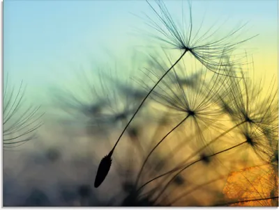 Produktbild von ARTland Glasbild Goldener Sonnenuntergang und Pusteblumen Größe: 80x60 cm