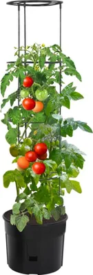 Produktbild von vidaXL Tomatentopf Anthrazit Ø39x150 cm Polypropylen