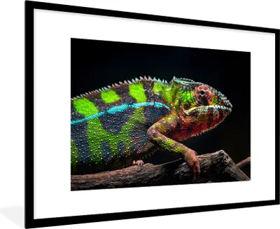 Produktbild von MuchoWow® MuchoWow® Gerahmtes Poster Buntes Chamäleon schaut sich um 90x60 cm - Poster mit zchwarzem Bilderrahmen - Wanddekoration - Fotos