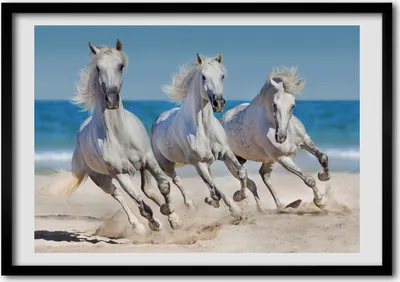 Produktbild von Bild - Bilder - Bilderrahmen - 70 cm x 50 cm - MDF-Rahmen, Wandkunst White Horse Beach