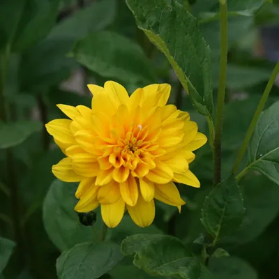 Obrázek produktu pro 6 x trvalka slunečnice - Helianthus 'Soleil D'Or' | květináč 9 cm x 9 cm