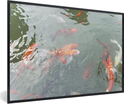 Produktbild von MuchoWow® Gerahmtes Poster Eine Gruppe von Koi-Karpfen in einem Teich 90x60 cm - Poster mit Schwarzem Bilderrahmen Wandposter Rahmen Foto Bilder - Fotorahmen - Foto-Plakat