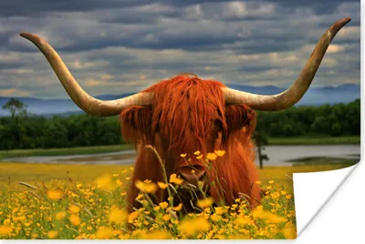 Produktbild von MuchoWow® Poster Schottischer Highlander - Tiere - Blumen 120x80 cm - Bilder
