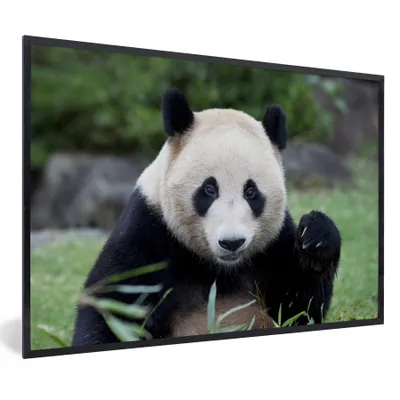 Obrázok produktu pre MuchoWow® Zarámovaný plagát Panda veľká - tráva - kamene 60x40 Nástenný plagátový rám Fotky