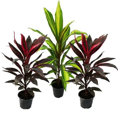 Zdjęcie produktu dla zestaw 3 Cordyline fruticosa, lilia klubowa w doniczce 12 cm