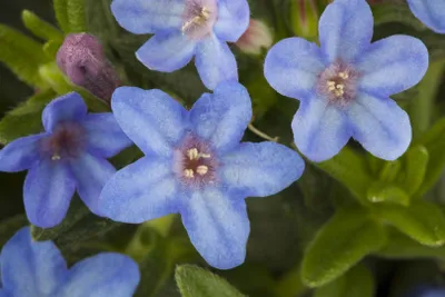 Produktbild von Lithodora diffusa 'Heavenly Blue', Himmelsblau, ca. 9x9 cm Topf