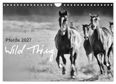 Immagine prodotto di Cavalli 2027 Wild Thing (calendario da parete 2027, formato A4 orizzontale), calendario mensile CALVENDO