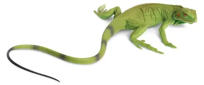 Image de Safari animal de jeu bébé iguane 35 cm vert