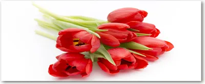 Produktbild von Tulup® Glas-Bild Wandbild aus Glas - 125x50 - Wandkunst - Wandbild hinter gehärtetem Sicherheitsglas - Dekorative Wand für Küche & Wohnzimmer  - Blumen & Pflanzen - Rote Tulpen - Rot
