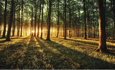 Produktbild von Fototapete Vlies 2226VEP Wald mit Sonne 1-tlg. 250 x 104 cm