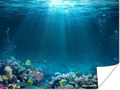 Produktbild von MuchoWow® Poster Ozean - Fische - Korallen 160x120 cm - Foto Plakat