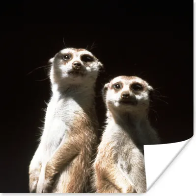 Produktbild von MuchoWow® Poster Schwarz - Erdmännchen - Tiere 75x75 cm - Wand Dekoration