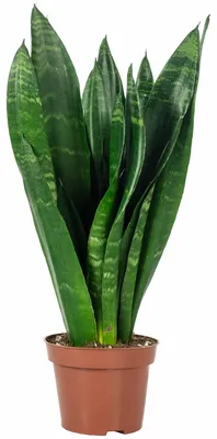 Produktbild von Bogenhanf - pflegeleichte Zimmerpflanze, Sansevieria trifasciata Black Coral - Höhe ca. 35 cm, Topf-Ø 12 cm