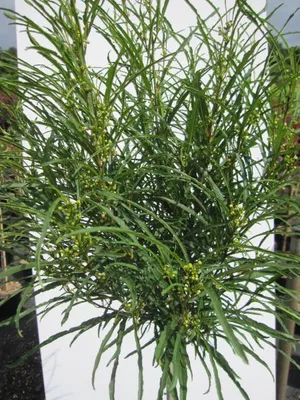Produktbild von Hochstamm Farnblättriger Faulbaum Minaret - Rhamnus frangula - Stamm 80cm + Krone