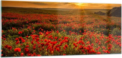 Produktbild von Bilder auf glas - Mohn Blume Wiese - 100x40cm - Glasbilder - Wandbilder - Kunstdruck - zum Aufhängen bereit - Wanddekoration aus Glas - Glas Bilder - Wandbild auf Glas - Einteilig - GAB100x40-3643