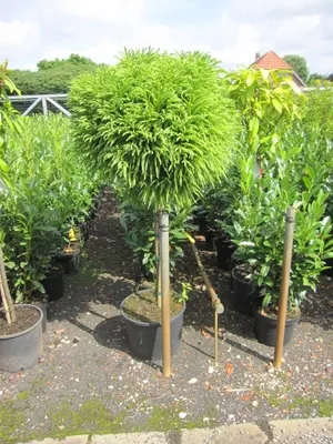 Produktbild von Japanische Zwerg Sicheltanne Little Champion - Cryptomeria japonica - Hochstamm