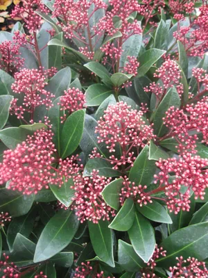 Produktbild von Skimmia japonica Rubella - Japanische Skimmie Rubella 40-50cm