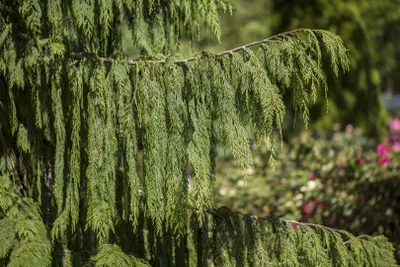 Produktbild von Chamaecyparis nootkatensis 'Pendula', Nootka-Scheinzypresse, 40–50 cm