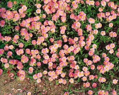 Produktbild von Helianthemum 'Lawrenson's Pink', Sonnenröschen, rosa, 2 Liter Container