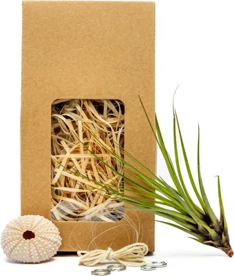 Obrázek produktu pro Gardners Medusa "Vyrob si sám“ ROSE s Tillandsií Melanocrater