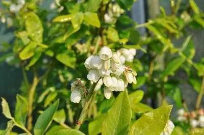 Immagine prodotto di Vaccinium corymbosum - Mirtillo rosa | 25 cm in vaso