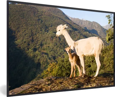 Produktbild von MuchoWow® MuchoWow® Gerahmtes Poster Alpakas - Berge - Natur 30x20 cm - Poster mit zchwarzem Bilderrahmen - Kunstdruck - Bild-Poster