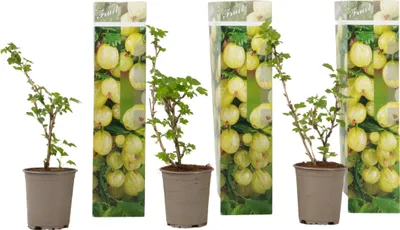 Produktbild von Stachelbeere - 3er-Set - Ribes uva- crispa - Höhe 25-40cm - ⌀9cm