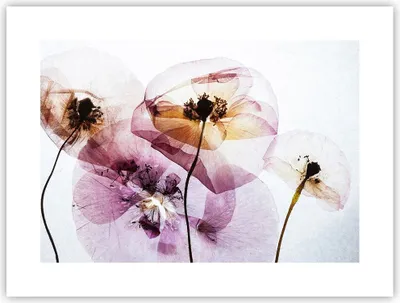Produktbild von Poster - Poster ohne Rahmen - blume sommer natur - 40x30 cm - Wand Bild - Wanddeko - Wandbilder - Kunstposter - Wandposter - Bilder - Kunstdruck - Wanddekoration - Wandbild - P2XAA40x30-3821