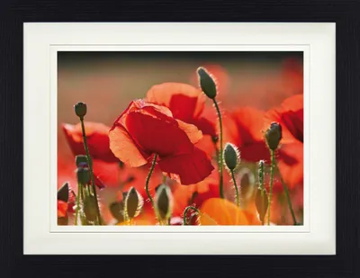 Produktbild von Mohnblumen Gerahmtes Bild Mit Edlem Passepartout | Wand-Bilder | Im Bilderrahmen - Rote Mohnblumen, Blüten Und Knospen (30 x 40 cm)